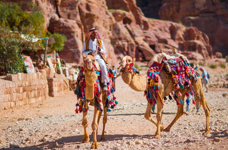 Camels Petra Jordan